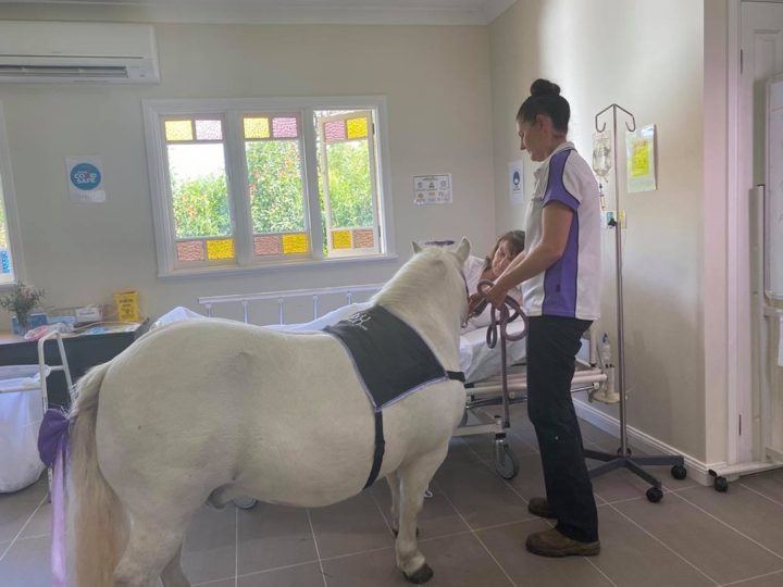 A miniature pony visiting indoors with its handler