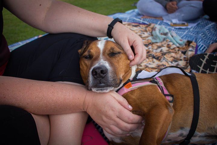 A PAWS dog being cuddled on a lap
