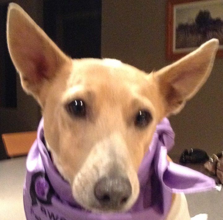 A PAWS dog in a purple bandana gazing up