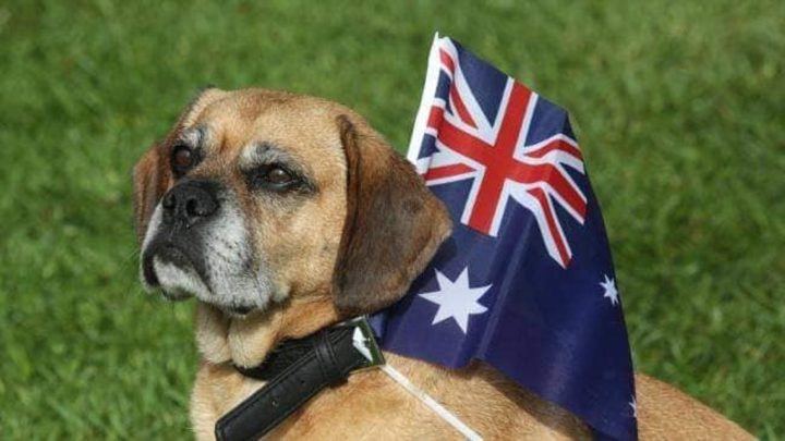 A PAWS dog in front of an Australian flag
