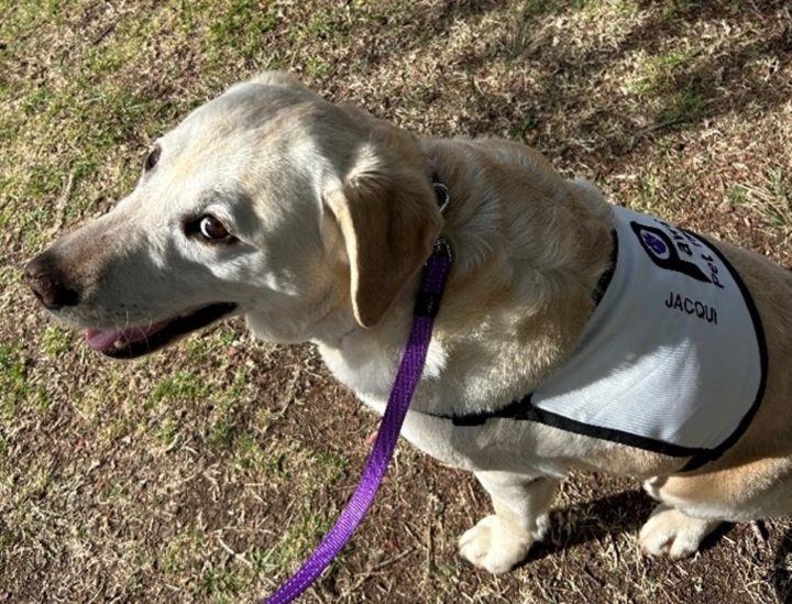 A PAWS dog in its vest lying in the sun