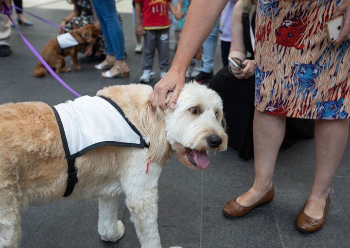 A PAWS dog in its vest on a visit