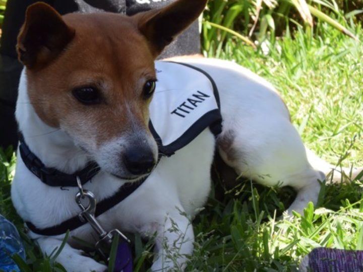 A PAWS dog in its vest resting on the grass