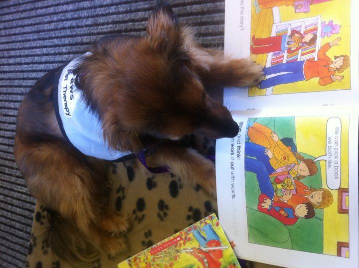 A PAWS dog looking at a colourful picture book