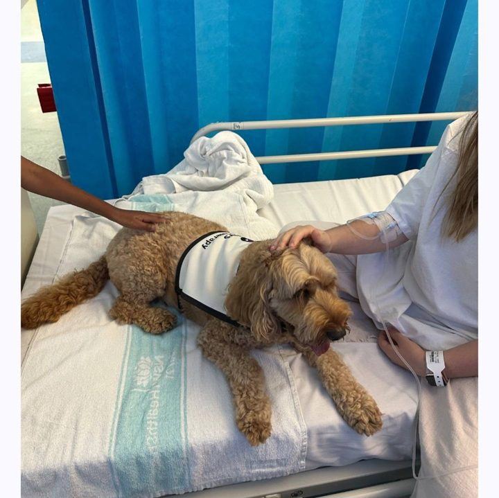 A PAWS dog lying on a hospital bed with a patient