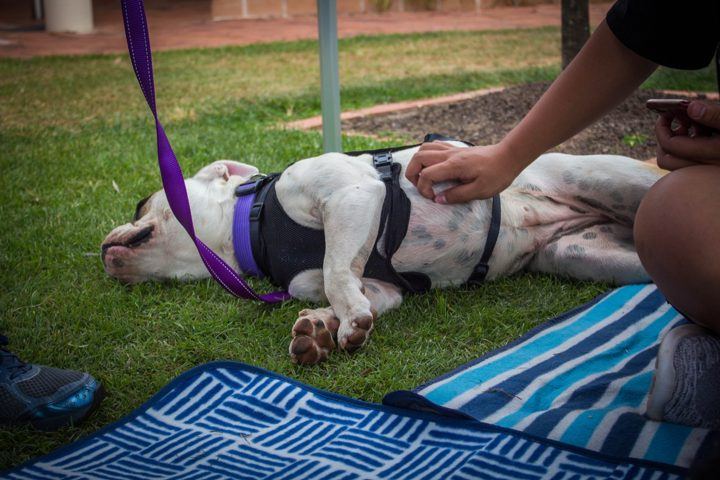 A PAWS dog lying on a picnic rug being patted