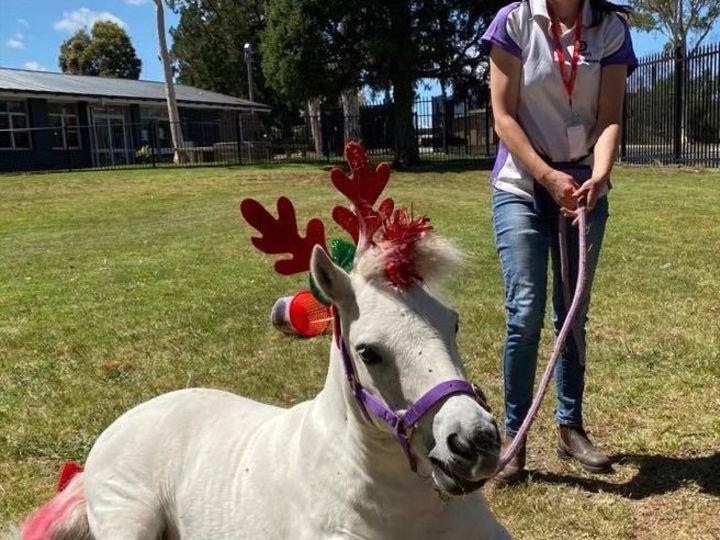 A pony in reindeer antlers on the lawn