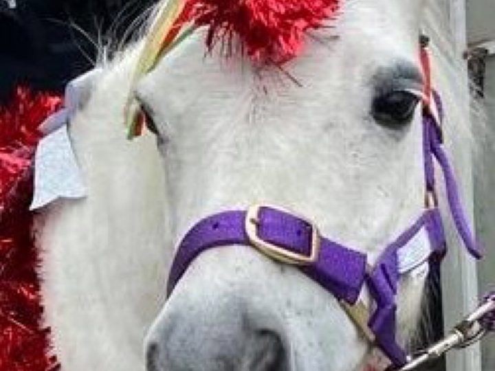 A pony wearing a red Christmas wreath