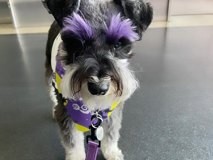 A schnauzer PAWS dog in its vest
