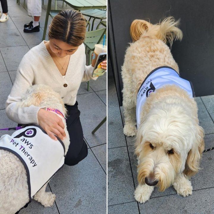 A student patting a fluffy PAWS dog