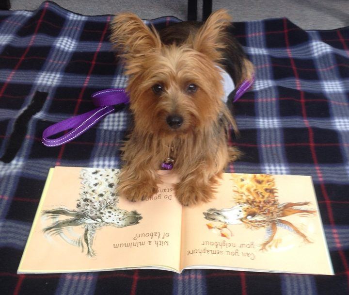 A terrier PAWS dog sitting on a book