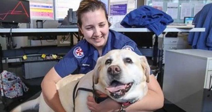 A volunteer and her golden retriever on a hospital visit