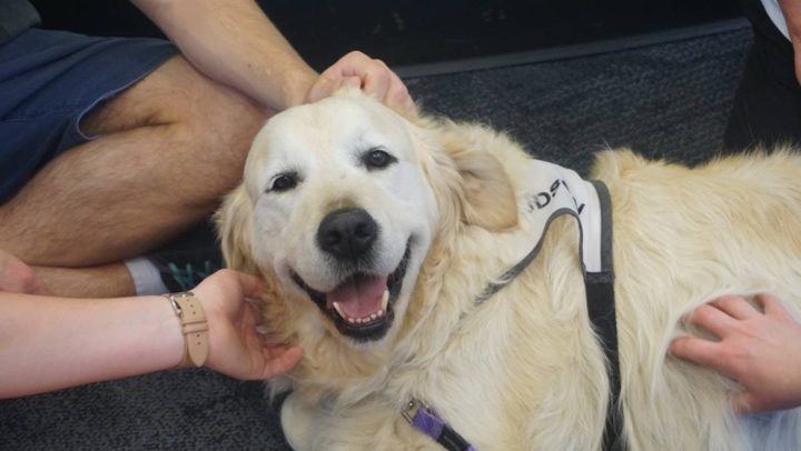 A white PAWS dog being patted