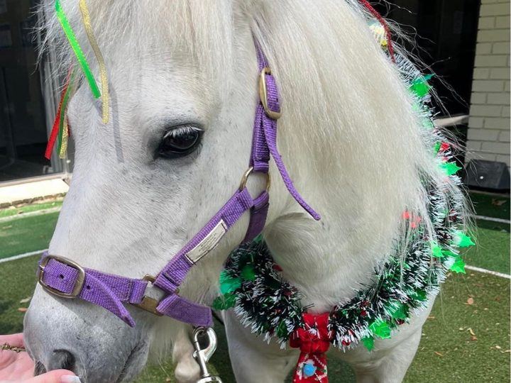 A white pony decorated with Christmas tinsel
