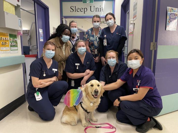 Hospital staff in masks with a golden retriever
