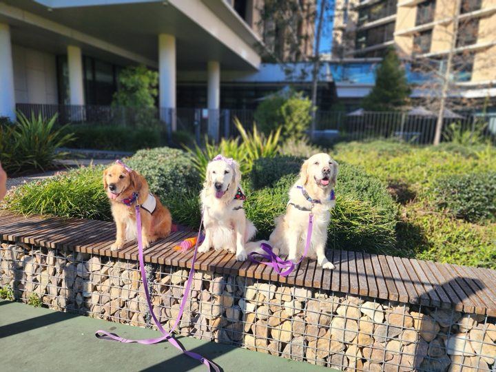 PAWS dogs sitting in a row on a garden wall