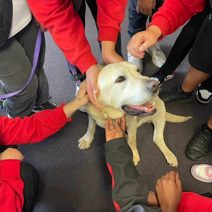 Several hands patting a PAWS dog
