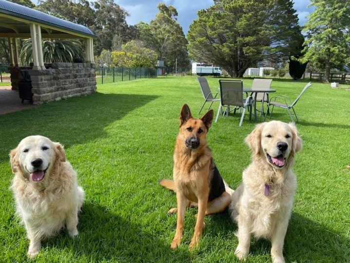Three PAWS dogs sitting on the lawn