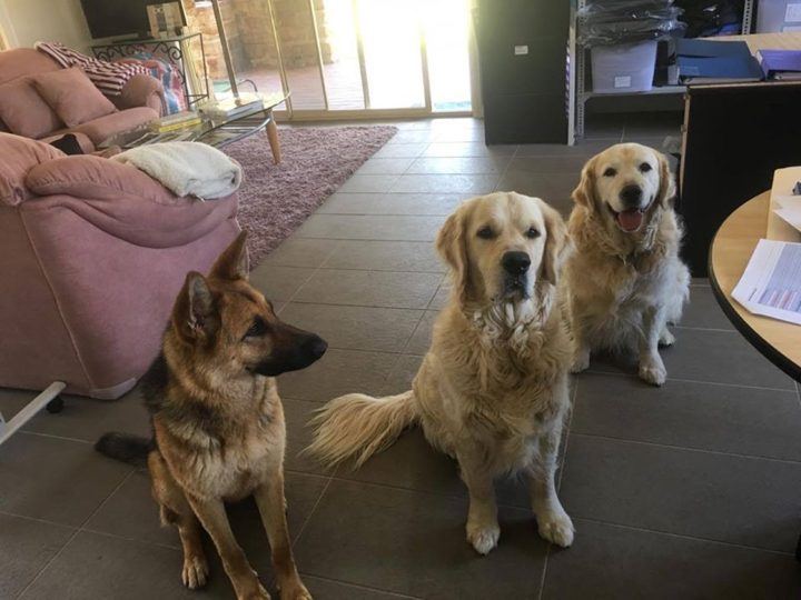 Three PAWS therapy dogs relaxing together indoors
