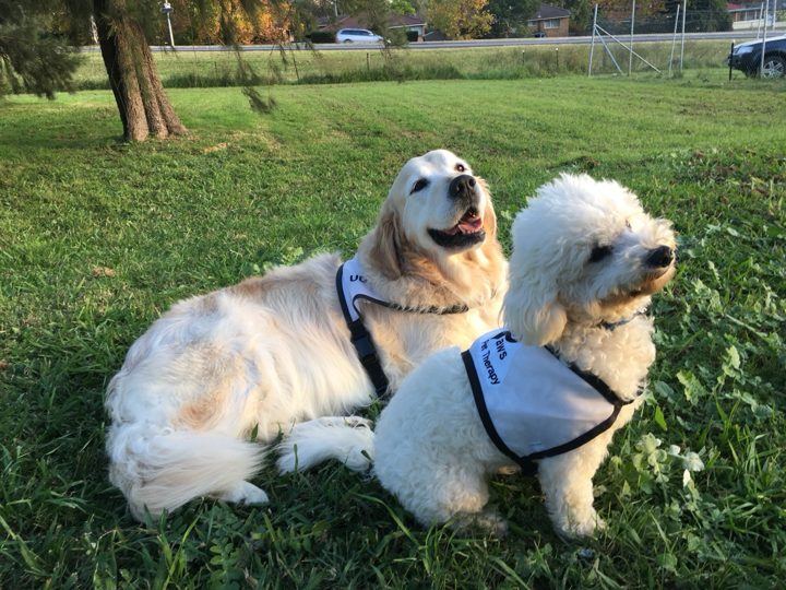 Two fluffy PAWS dogs lying on the grass