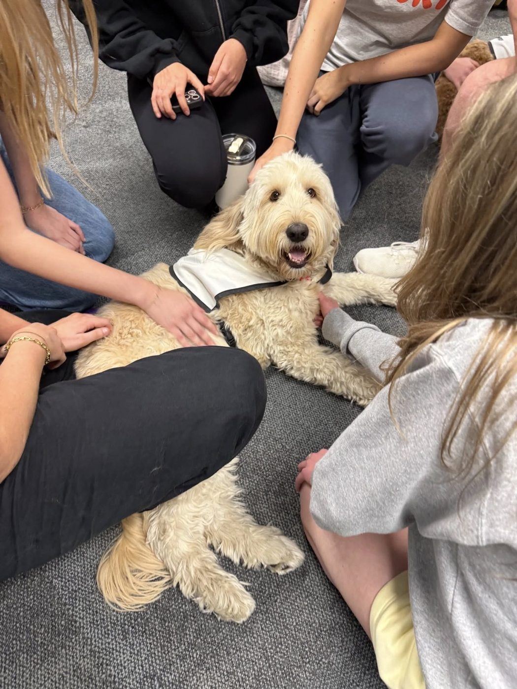 Students patting a fluffy PAWS dog on the floor