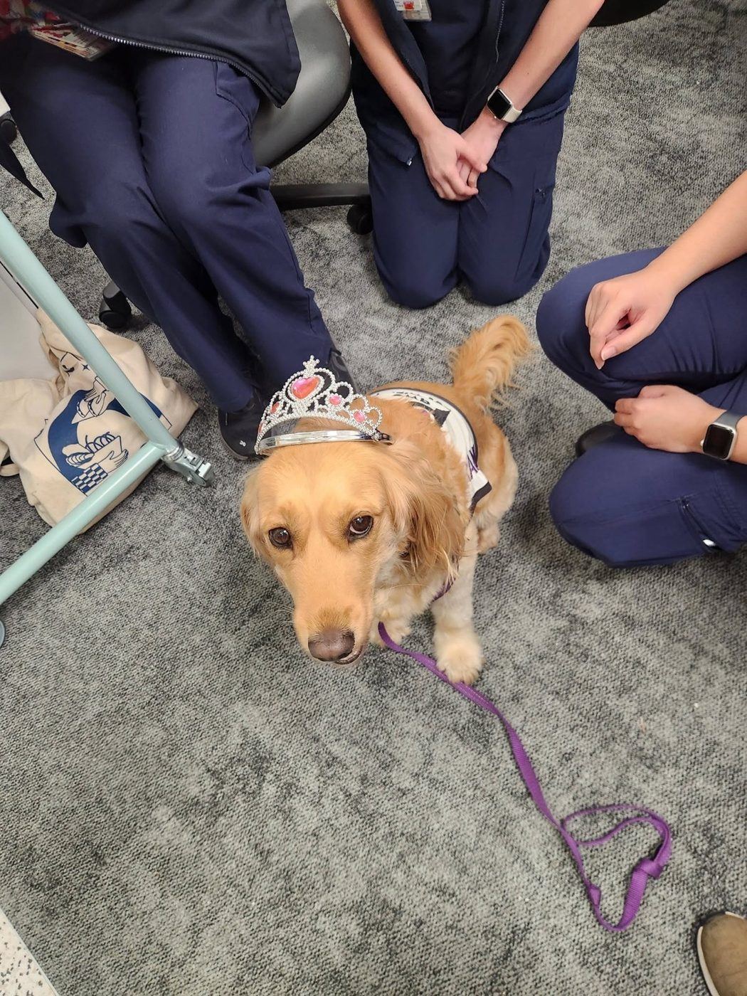 Students sitting around a golden PAWS dog