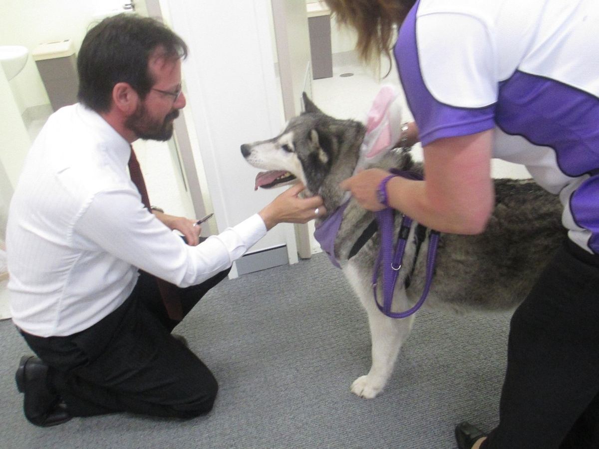 A staff member in a suit greeting a PAWS therapy dog