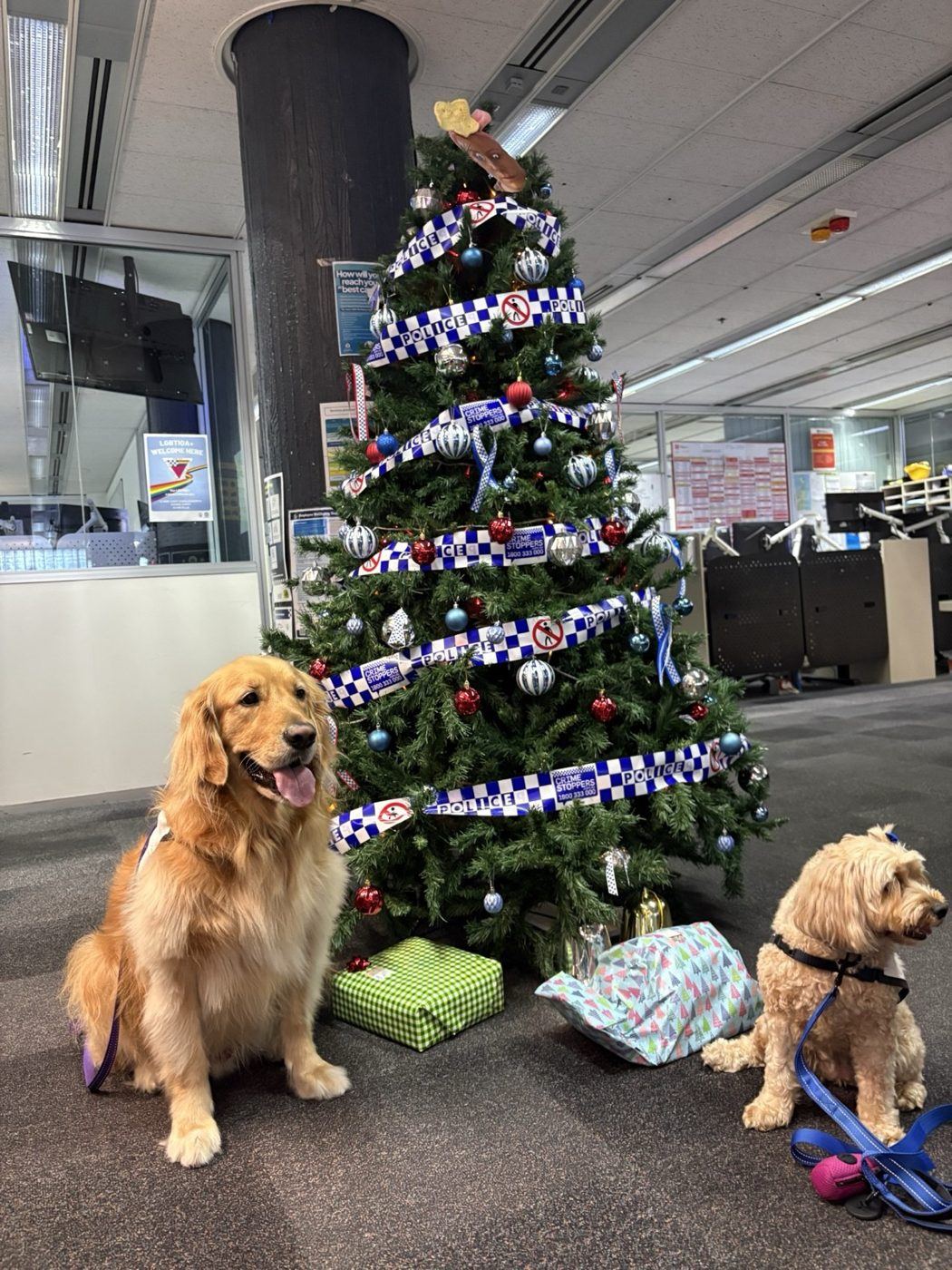 Two PAWS dogs beside a decorated Christmas tree